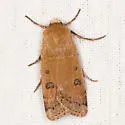Dichagyris triphaenoides - Hodges#10667 - photo 2