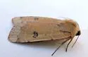 Dichagyris triphaenoides - Hodges#10667 - photo 4