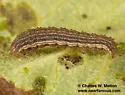 Dichagyris triphaenoides - Hodges#10667 - photo 5