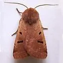 Dichagyris variabilis - Hodges#10889 - photo 2