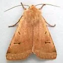 Dichagyris variabilis - Hodges#10889 - photo 4