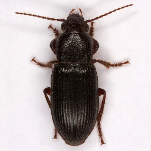 Dicheirus piceus - Dicheirus piceus