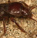 Dicheirus strenuus - photo 4
