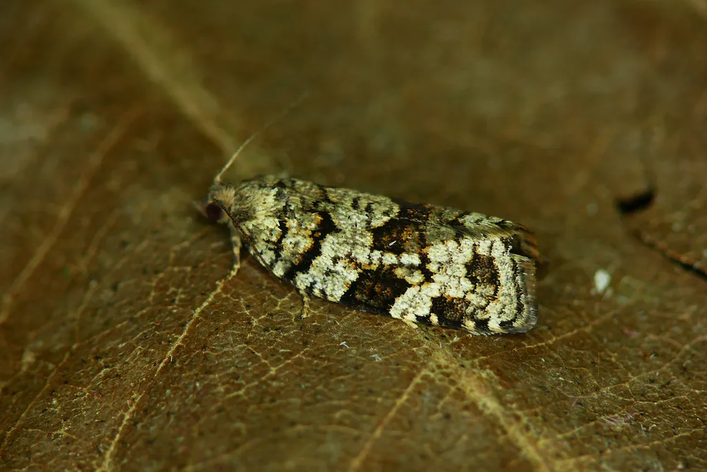 Dichelia histrionana - Hodges#3678.5 - photo 2
