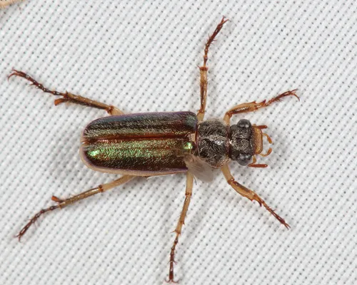 Dichelonyx albicollis
