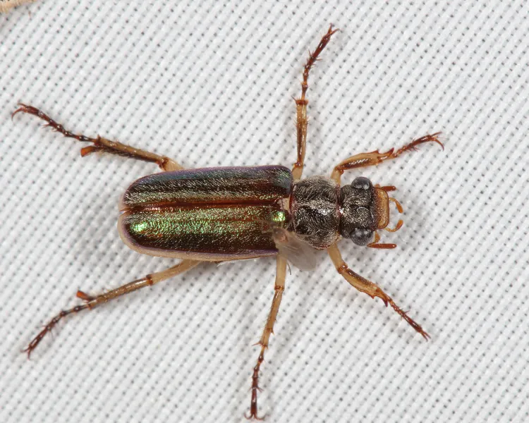 Dichelonyx albicollis - photo 2