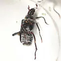 Dichelonyx backii - photo 2