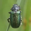 Dichelonyx backii - photo 3