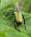 Dichelonyx backii - photo 4