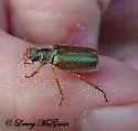 Dichelonyx canadensis