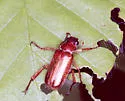 Dichelonyx dilutus