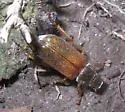 Dichelonyx dilutus - photo 2