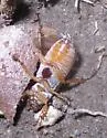 Dichelonyx dilutus - photo 3