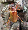 Dichelonyx dilutus - photo 4