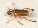 Dichelonyx dilutus - photo 5