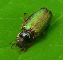 Dichelonyx elongatulus