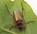 Dichelonyx elongatulus - photo 3