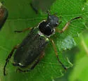 Dichelonyx elongatulus - photo 4