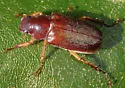 Dichelonyx elongatulus - photo 5