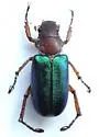 Dichelonyx fulgidus