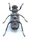 Dichelonyx fulgidus - photo 3