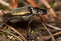 Dichelonyx fulgidus - photo 4