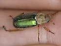 Dichelonyx fulgidus - photo 5