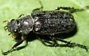 Dichelonyx fusculus