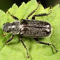 Dichelonyx fusculus - photo 2