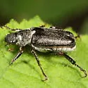 Dichelonyx fusculus - photo 3