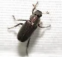Dichelonyx fusculus - photo 4