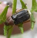 Dichelonyx fusculus - photo 5