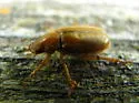 Dichelonyx kirbyi