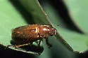 Dichelonyx kirbyi - photo 2