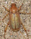 Dichelonyx kirbyi - photo 3