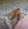 Dichelonyx kirbyi - photo 4
