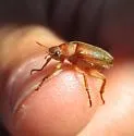 Dichelonyx kirbyi - photo 5