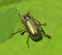 Dichelonyx linearis