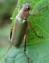 Dichelonyx linearis - photo 2