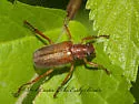 Dichelonyx linearis - photo 3