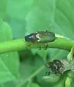 Dichelonyx linearis - photo 5