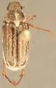 Dichelonyx pusillus