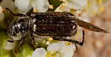 Dichelonyx pusillus - photo 2