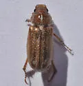 Dichelonyx pusillus - photo 3