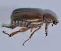 Dichelonyx pusillus - photo 4