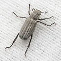 Dichelonyx pusillus - photo 5