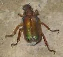 Dichelonyx subvittatus