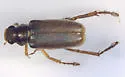Dichelonyx subvittatus - photo 2