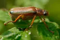 Dichelonyx subvittatus - photo 3