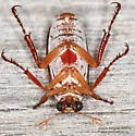 Dichelonyx subvittatus - photo 4